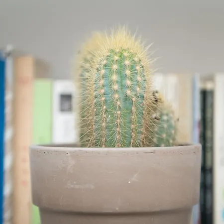 Flattered To Be In Appartement Lissabon